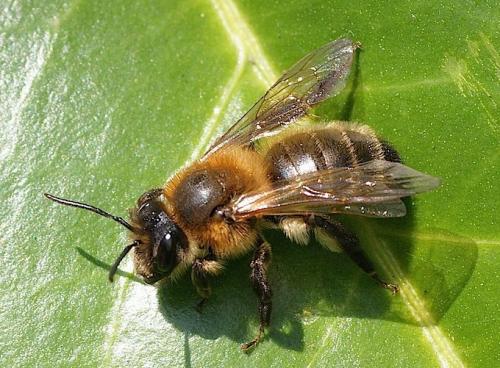 Andrena (scotica-trimmerana)