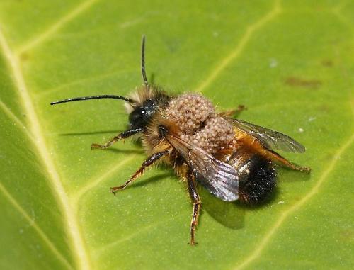 Réf. 138 581 : Osmia bicornis