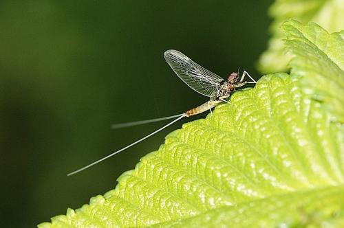 Baetis sp.