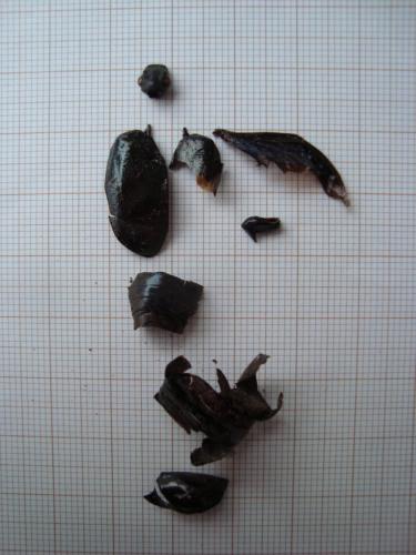Osmoderma eremita