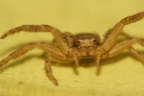 Xysticus sp.