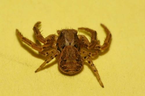 Xysticus sp.