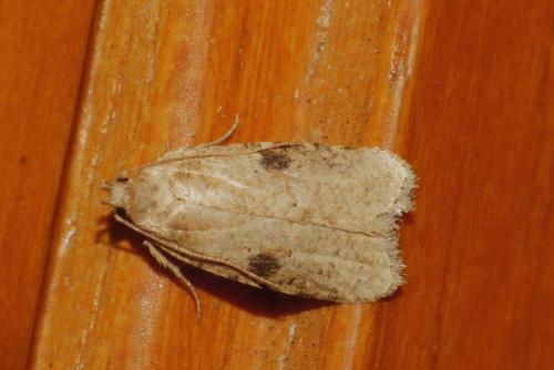 Réf. 138 770 : Agonopterix propinquella