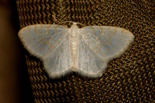 Réf. 138 888 : Asthena albulata
