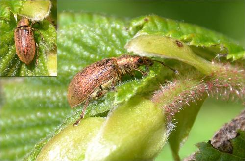 Réf. 138 697 : Phyllobius pyri