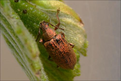 Réf. 138 698 : Phyllobius pyri