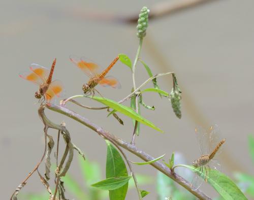 Réf. 138 361 : Brachythemis contaminata