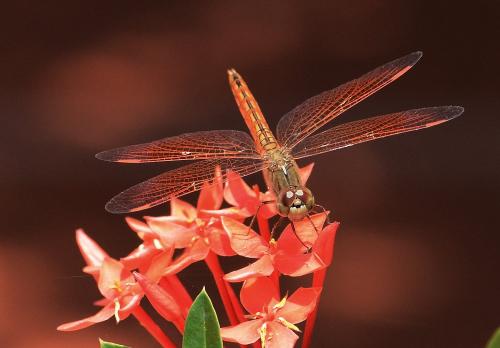 Brachythemis contaminata