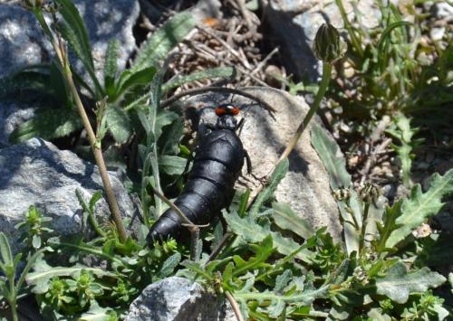 Berberomeloe insignis