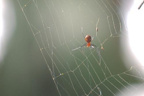 Argyrodes sp.