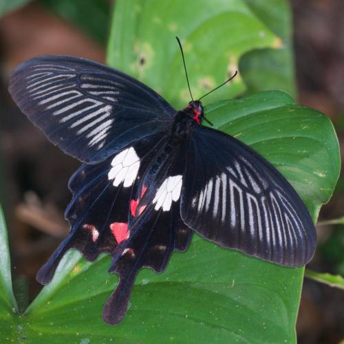 Réf. 138 089 : Pachliopta mariae