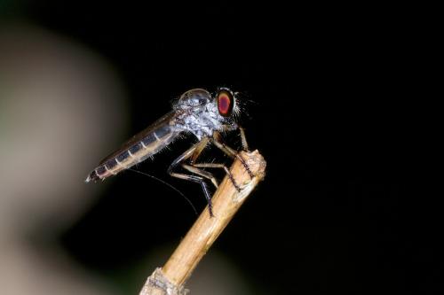 Ommatius sp.