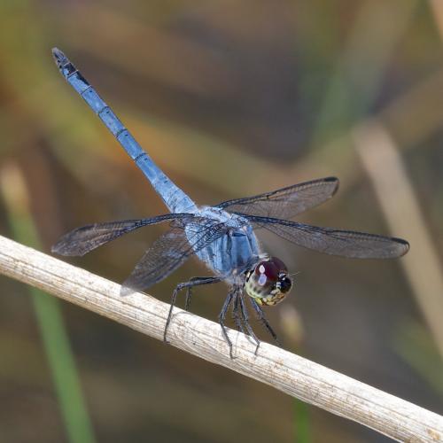 Potamarcha congener