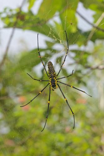 Réf. 138 543 : Nephila pilipes