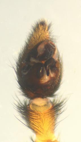Pardosa purbeckensis