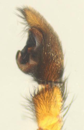 Pardosa purbeckensis