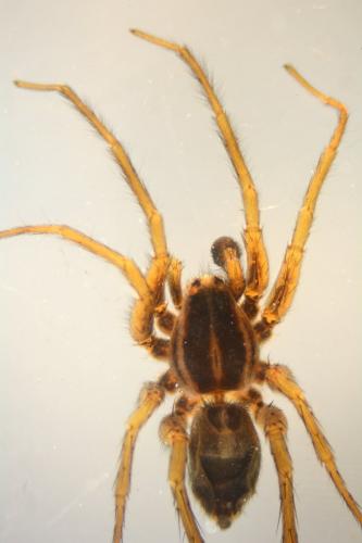 Pardosa purbeckensis