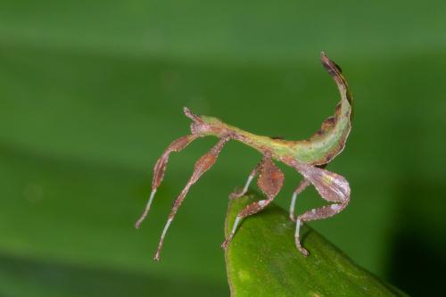 Réf. 138 887 : Phyllium philippinicum