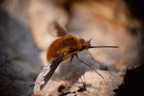 Bombylius major