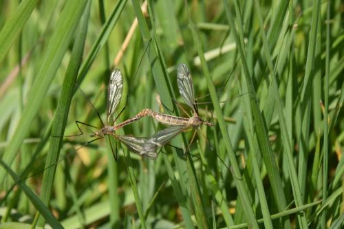 Tipula vernalis
