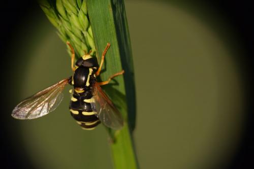 Réf. 138 217 : Philhelius citrofasciatum