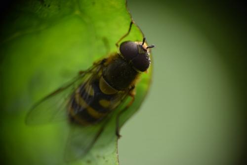 Syrphus sp.