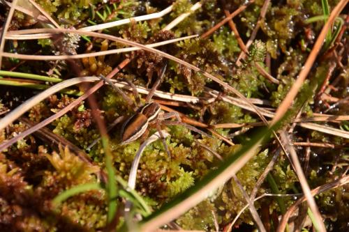 Dolomedes sp.