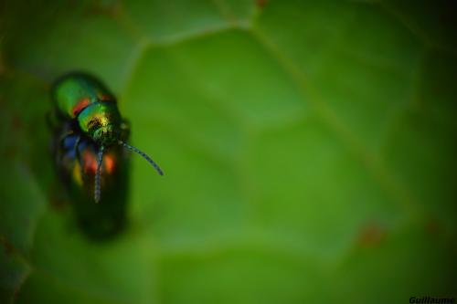 Gastrophysa viridula