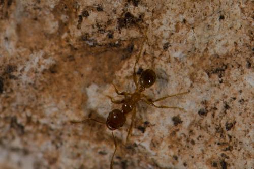 Réf. 138 171 : Aphaenogaster sp.