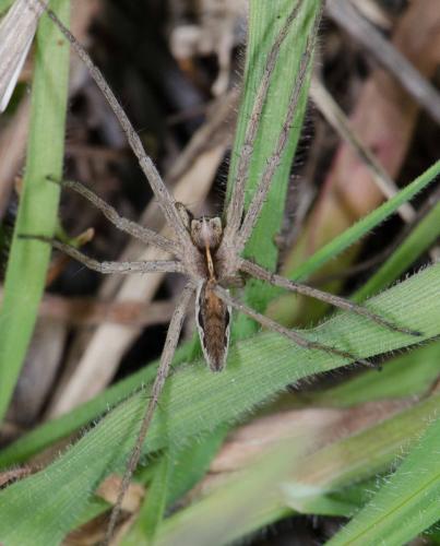 Pisaura mirabilis