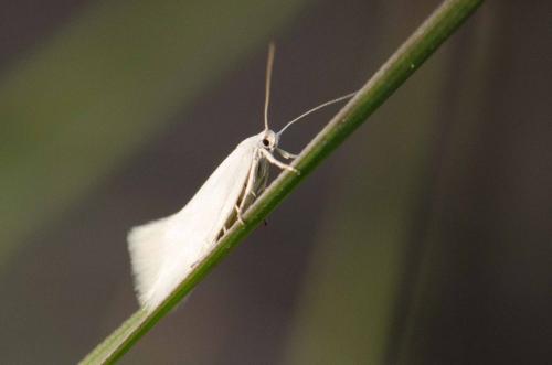 Elachista argentella