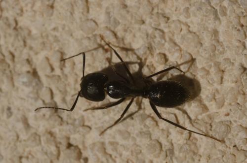 Réf. 138 261 : Camponotus aethiops