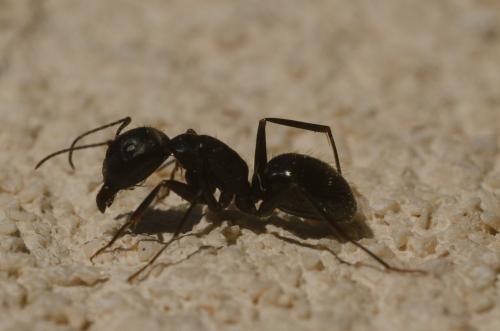 Réf. 138 262 : Camponotus aethiops
