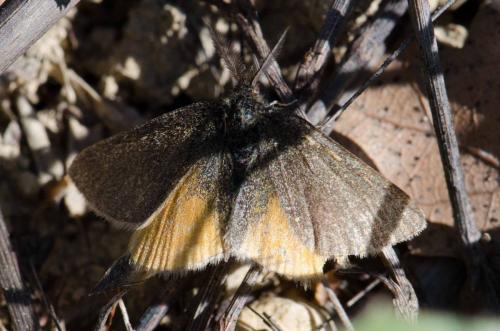 Réf. 138 169 : Lythria purpuraria