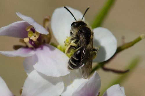 Andrena sp.
