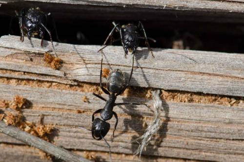 Réf. 138 577 : Camponotus vagus