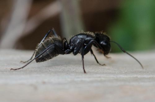 Réf. 138 578 : Camponotus vagus