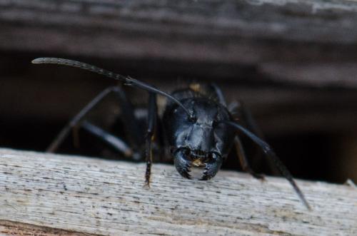 Réf. 138 579 : Camponotus vagus