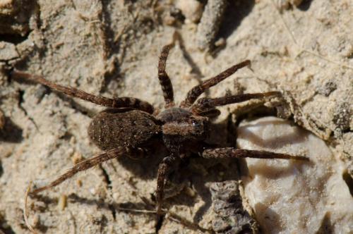 Réf. 138 473 : Alopecosa albofasciata
