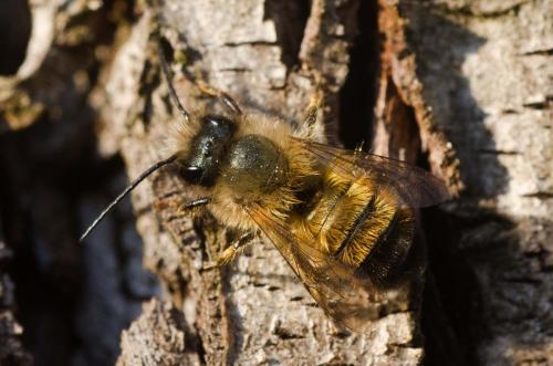 Réf. 138 474 : Osmia bicornis