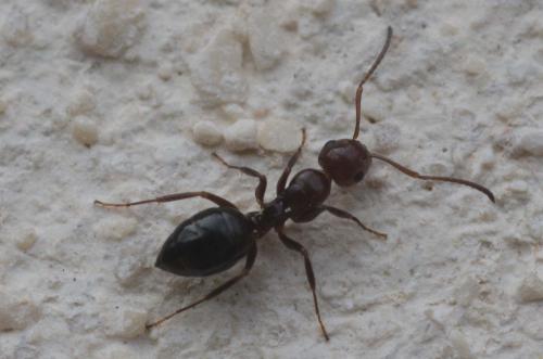 Camponotus lateralis