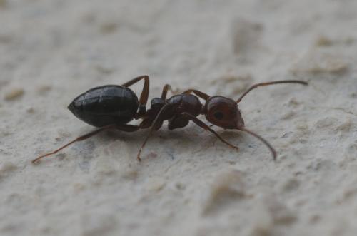 Réf. 138 793 : Camponotus lateralis