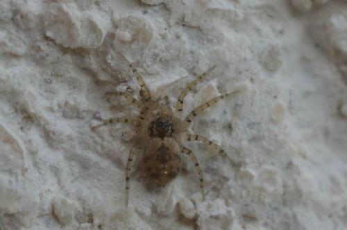 Oecobius sp.