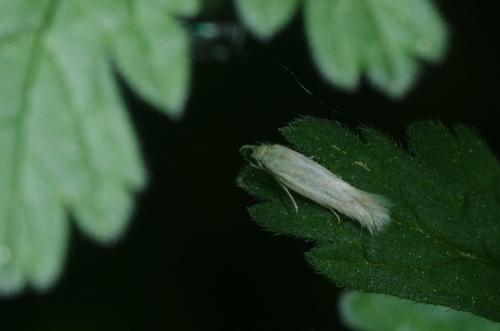 Elachista sp.