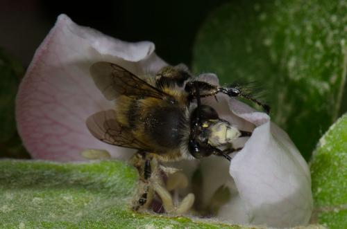 Anthophora plumipes