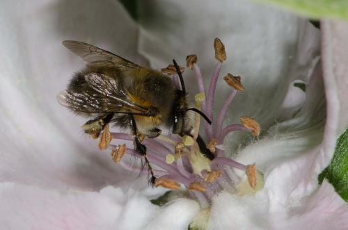 Anthophora plumipes