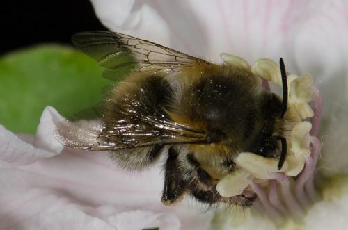 Réf. 138 705 : Anthophora plumipes