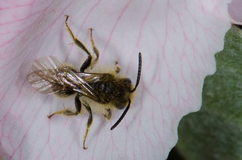 Andrena sp.