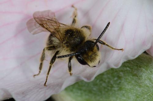 Andrena sp.