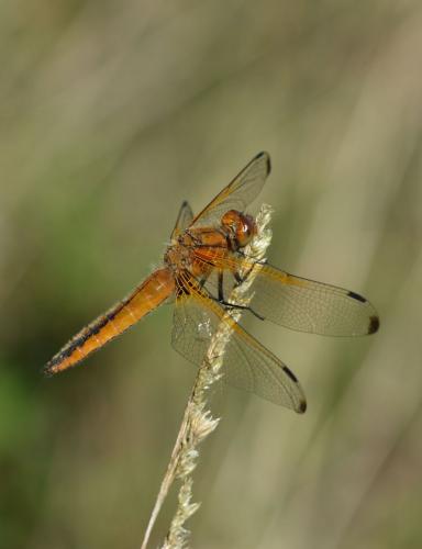 Réf. 138 908 : Libellula fulva